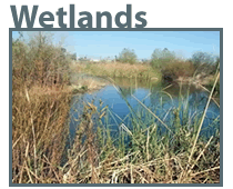 Wetland Construction and Sealing